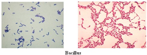 bio.jpg