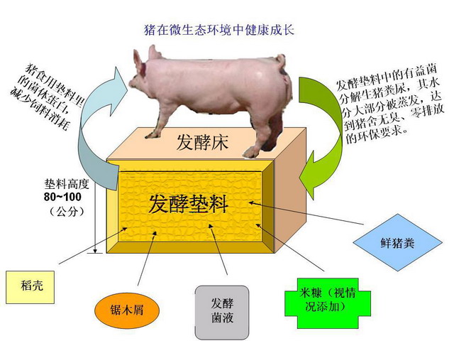 發(fā)酵床養(yǎng)豬技術原理 發(fā)酵床示意圖