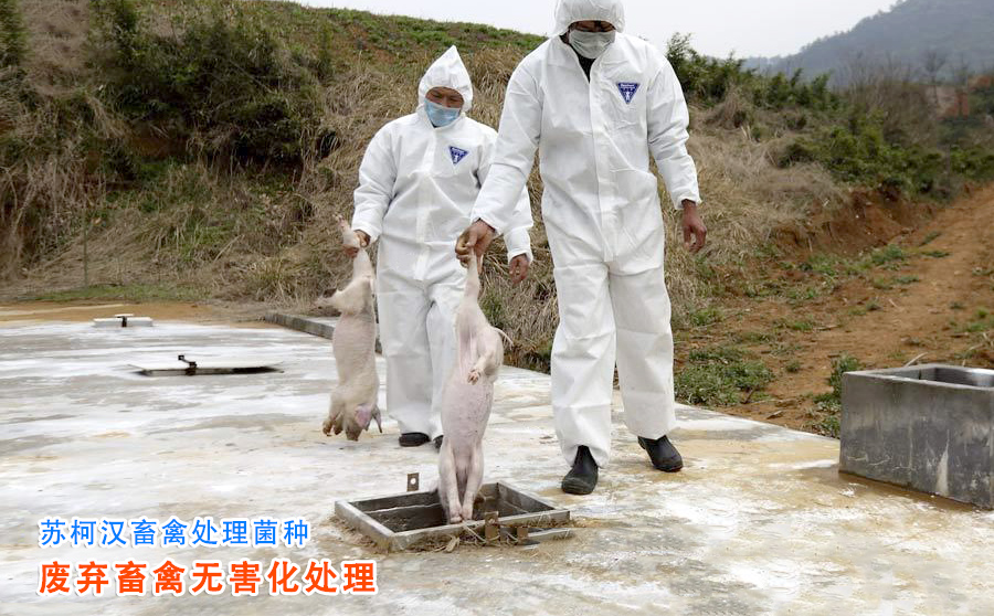 畜禽無(wú)害化處理