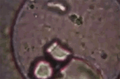 環(huán)保菌處理有機(jī)物